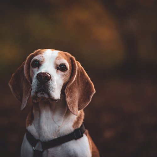 Hvilket Halsbånd Skal Man Vælge Til Sin Hund?