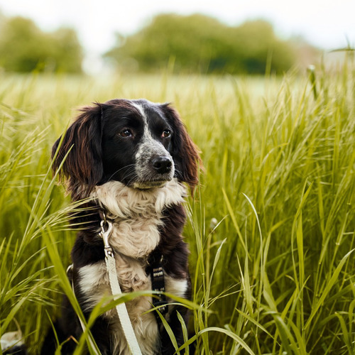 Hvorfor Spiser Hunde Græs?