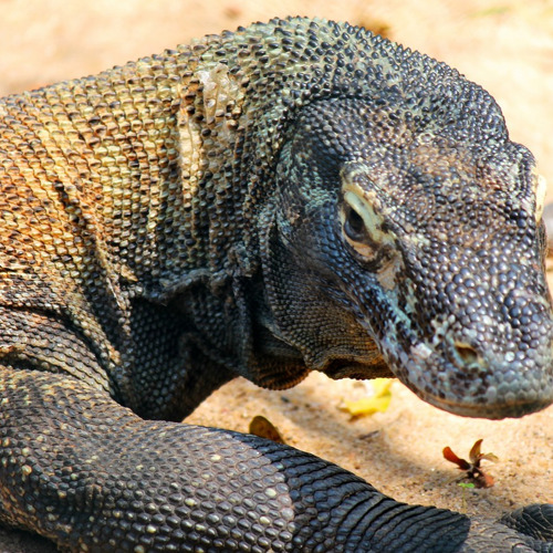 Comodo Dragon 250668 1280